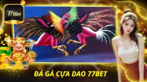 Đá gà cựa dao 77BET