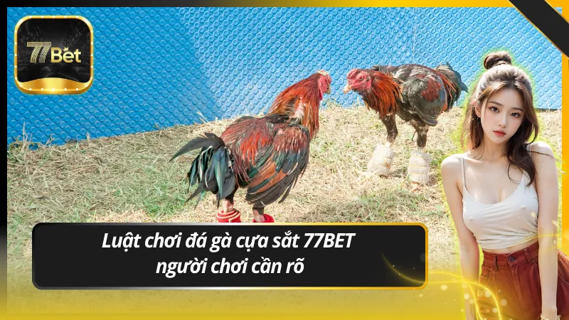 Luật chơi đá gà cựa sắt 77BET người chơi cần rõ