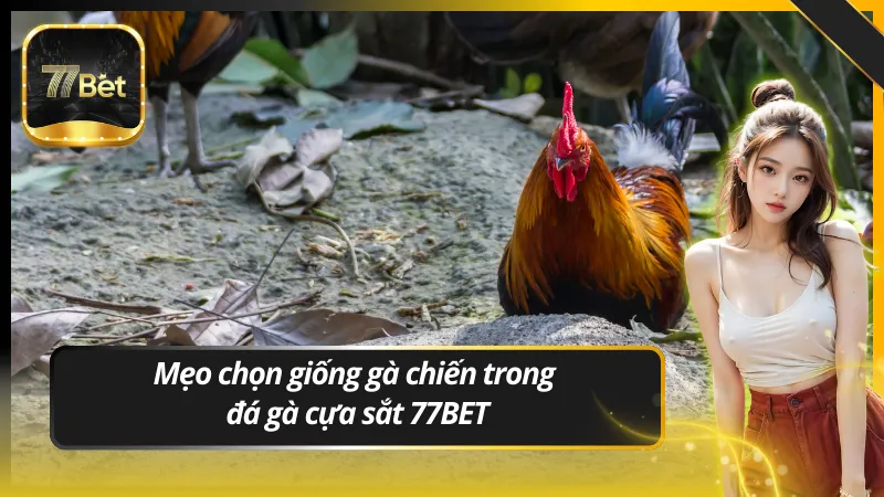 Mẹo chọn giống gà chiến trong đá gà cựa sắt 77BET