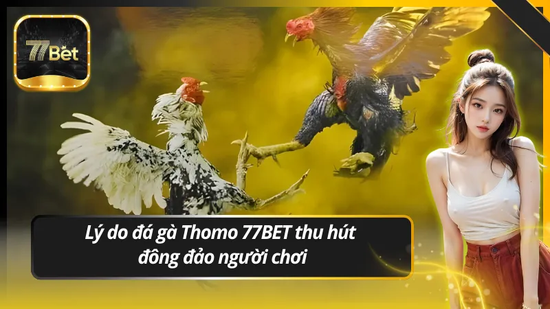 Lý do đá gà Thomo 77BET thu hút đông đảo người chơi
