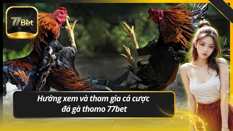 Hướng xem và tham gia cá cược đá gà thomo 77bet