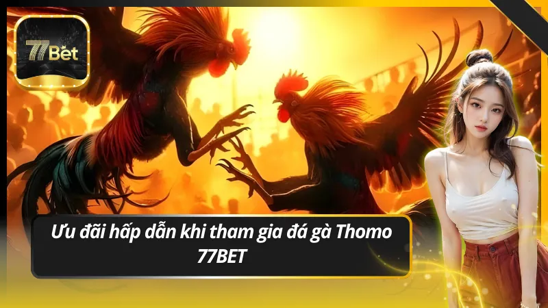 Ưu đãi hấp dẫn khi tham gia đá gà Thomo 77BET