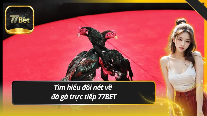 Tìm hiểu đôi nét về đá gà trực tiếp 77BET